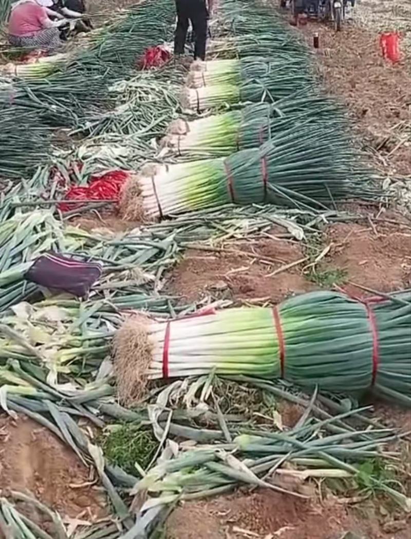 长白大葱产地直发品质保证服务周到诚信经营一手货源