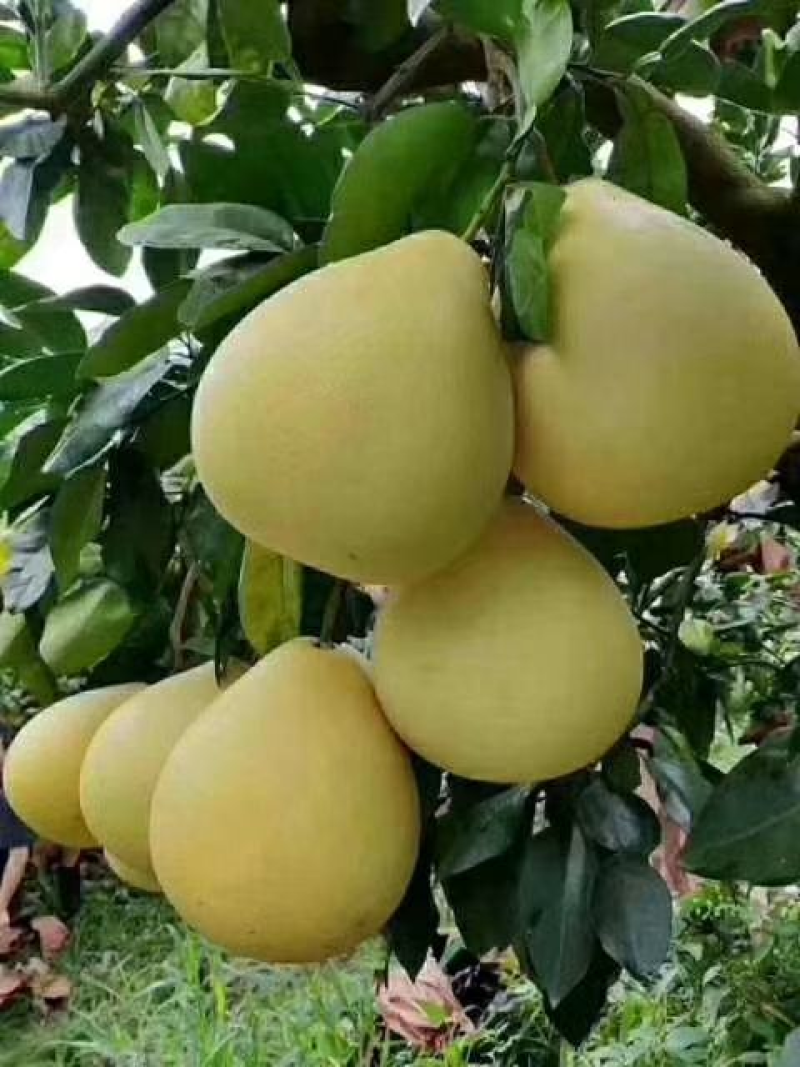 红心蜜柚，现摘现发大量供应品质保证，量大从优