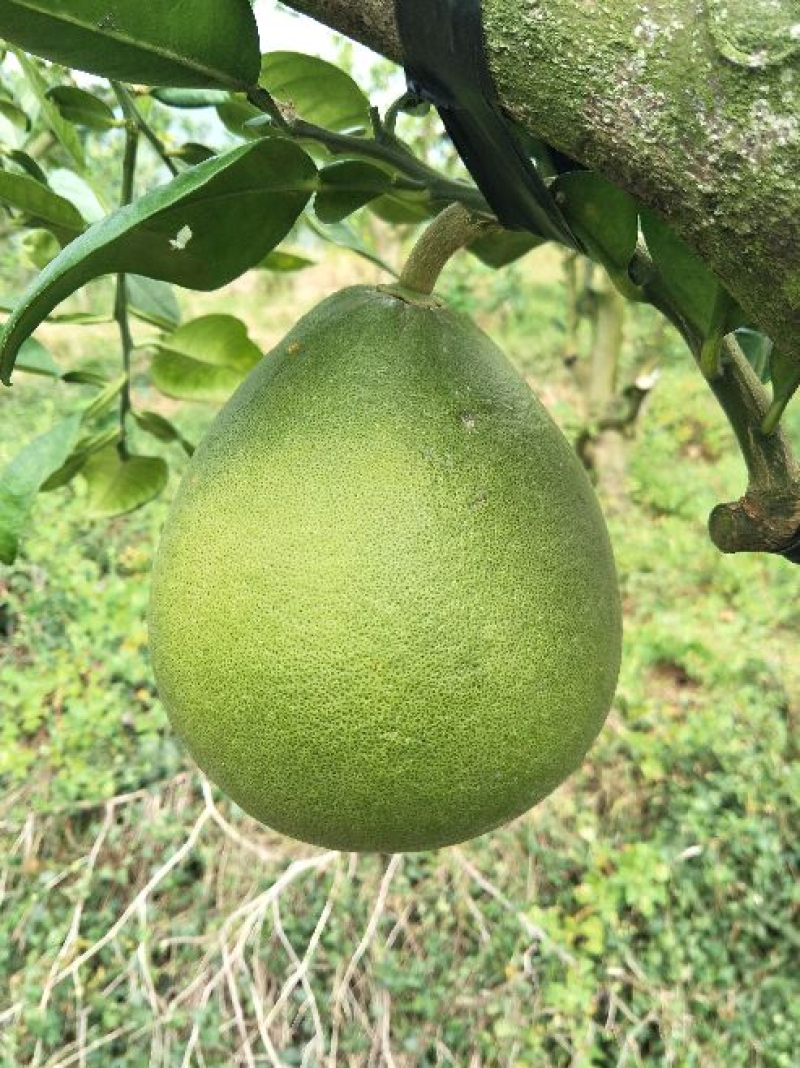 红心蜜柚，现摘现发大量供应品质保证，量大从优