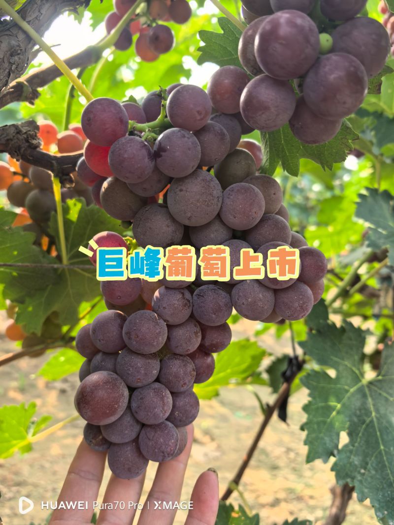 巨峰葡萄大量上市供应电商超市批发零售