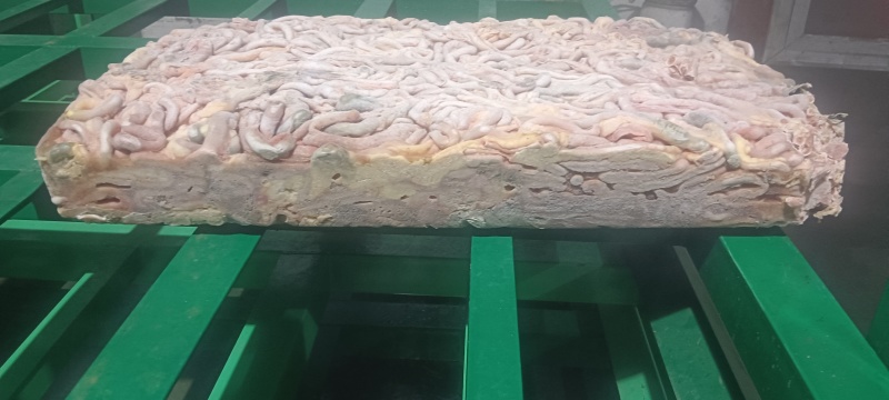 老鸡肠
