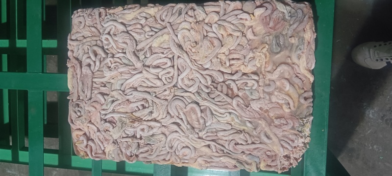 老鸡肠