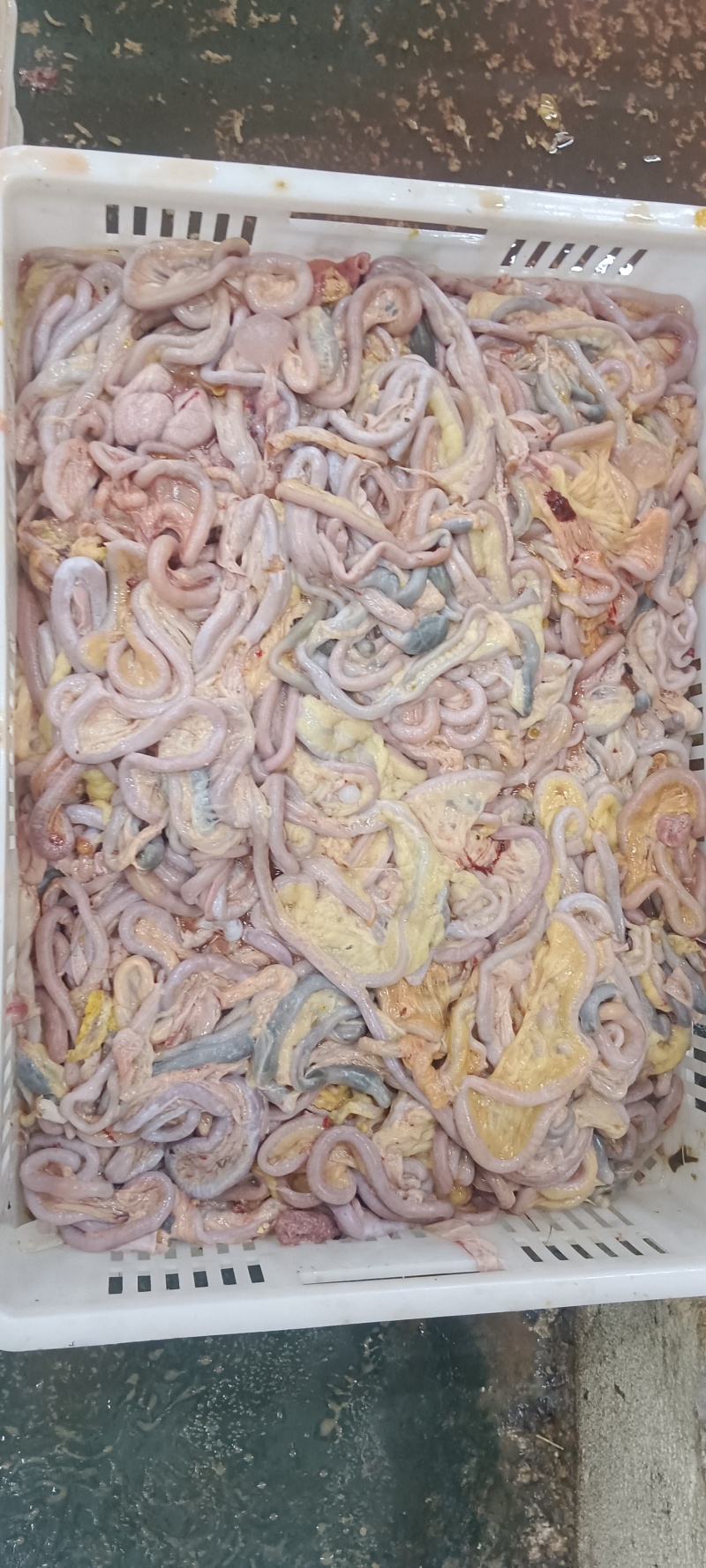 老鸡肠