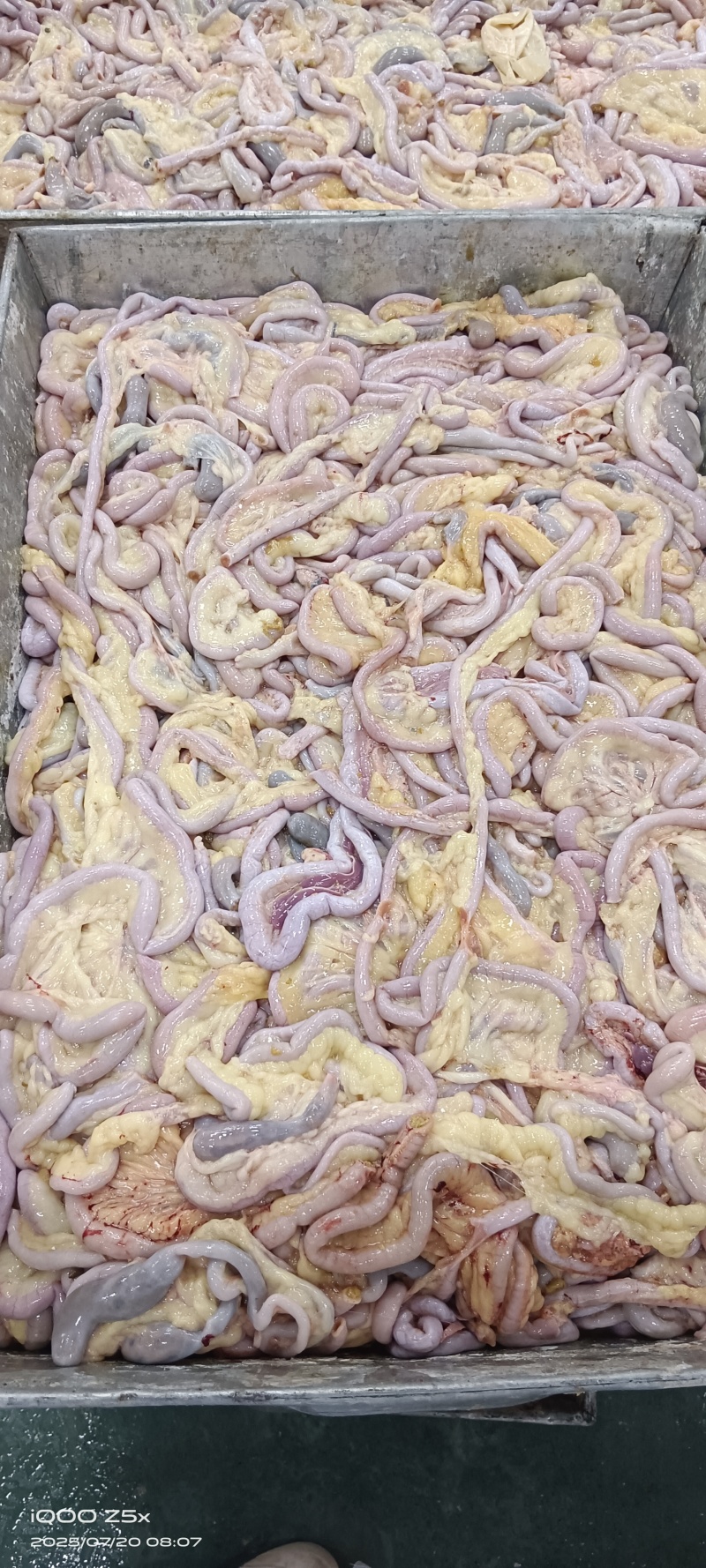 老鸡肠