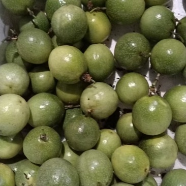 广西百香果