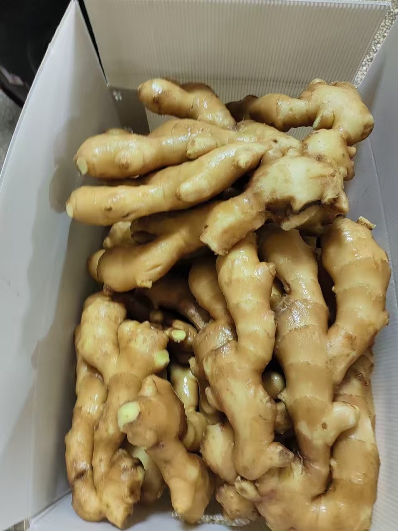 精品姜母山东莒县产地直发大黄姜，小黄姜，姜巴，仔姜