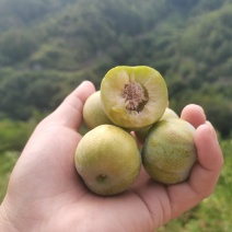 中熟10万斤