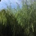 垂柳低价出售量大价优