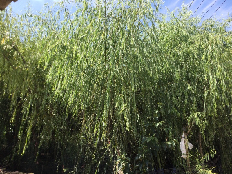 垂柳低价出售量大价优