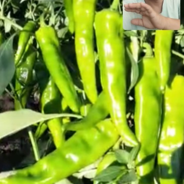 新鲜爽口辣妹子，餐桌上的美味佳肴，产地直销，现摘现卖