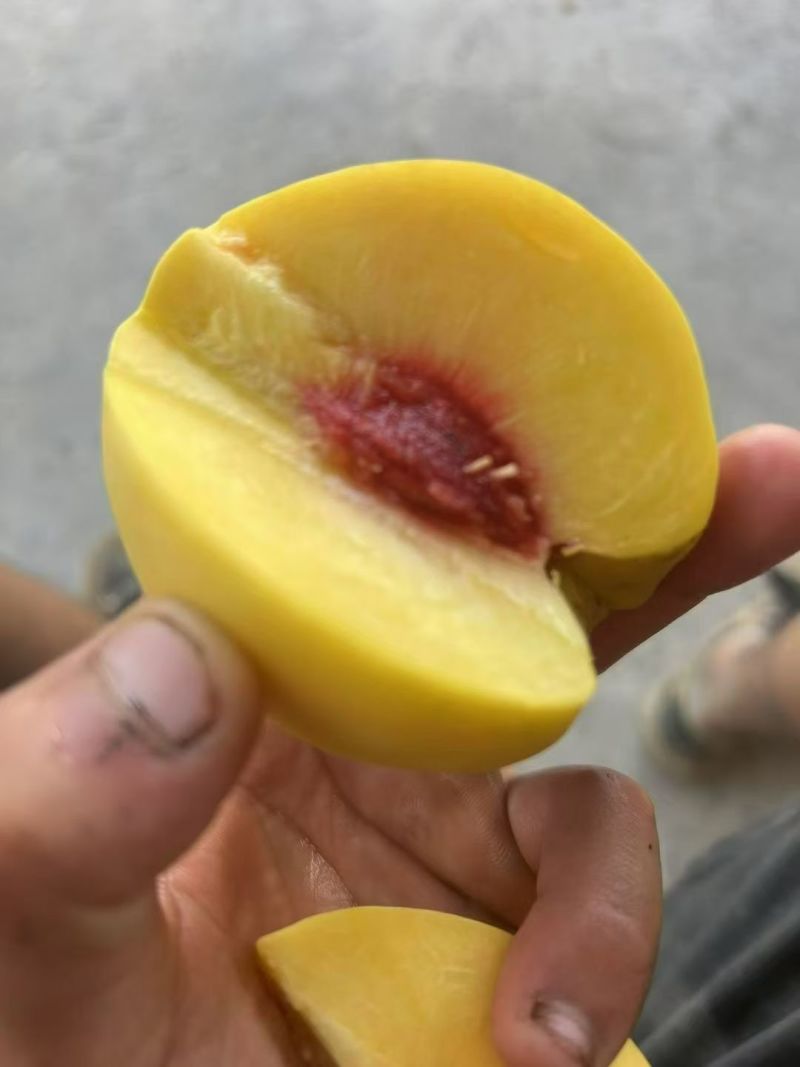 贵定县锦绣黄桃