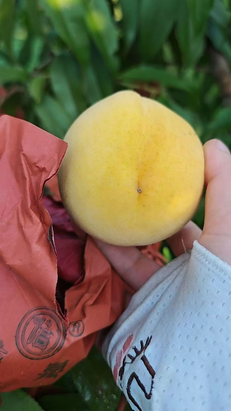 贵定县锦绣黄桃