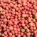 河北精品硬粉西红柿产地直发一手货源对接全国市场档口