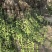 北海道黄杨篱笆墙植物基地直销各种规格都有