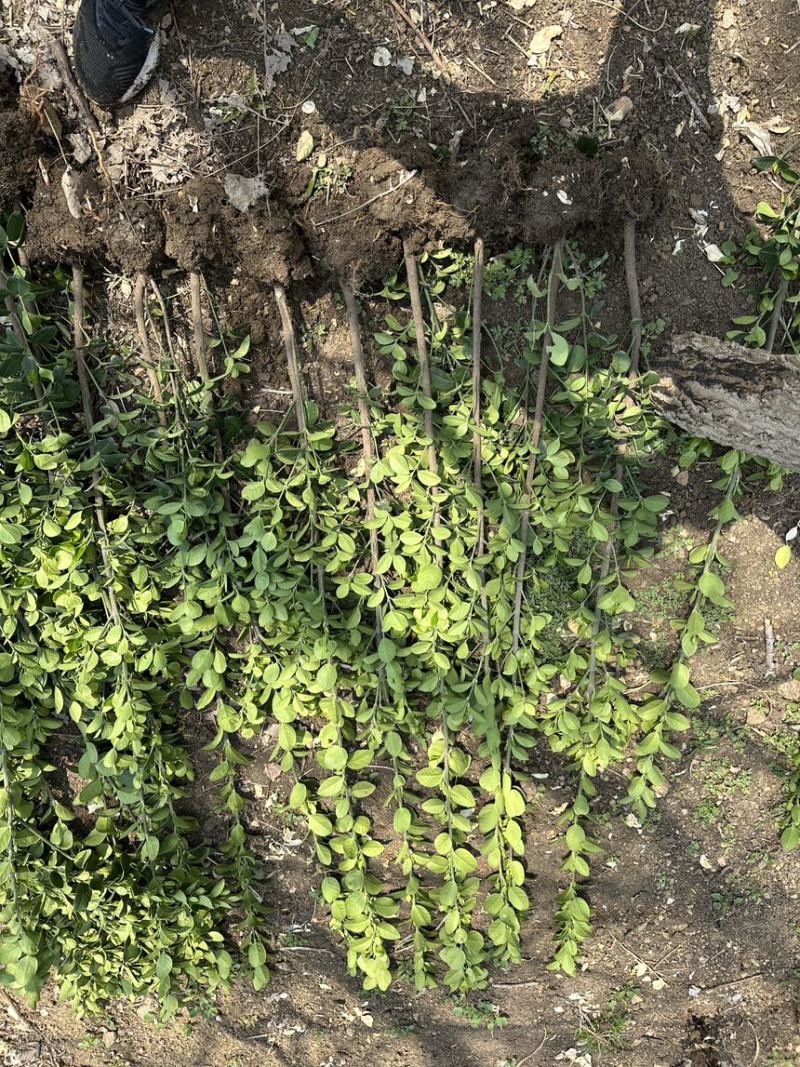 北海道黄杨篱笆墙植物基地直销各种规格都有