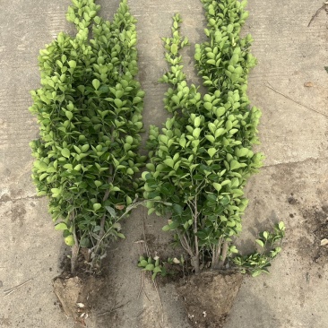 北海道黄杨篱笆墙植物基地直销各种规格都有