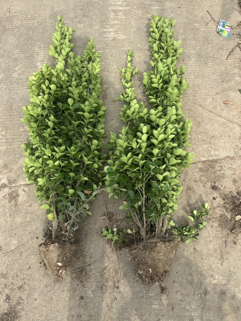 北海道黄杨篱笆墙植物基地直销各种规格都有