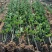 北海道黄杨篱笆墙植物基地直销各种规格都有