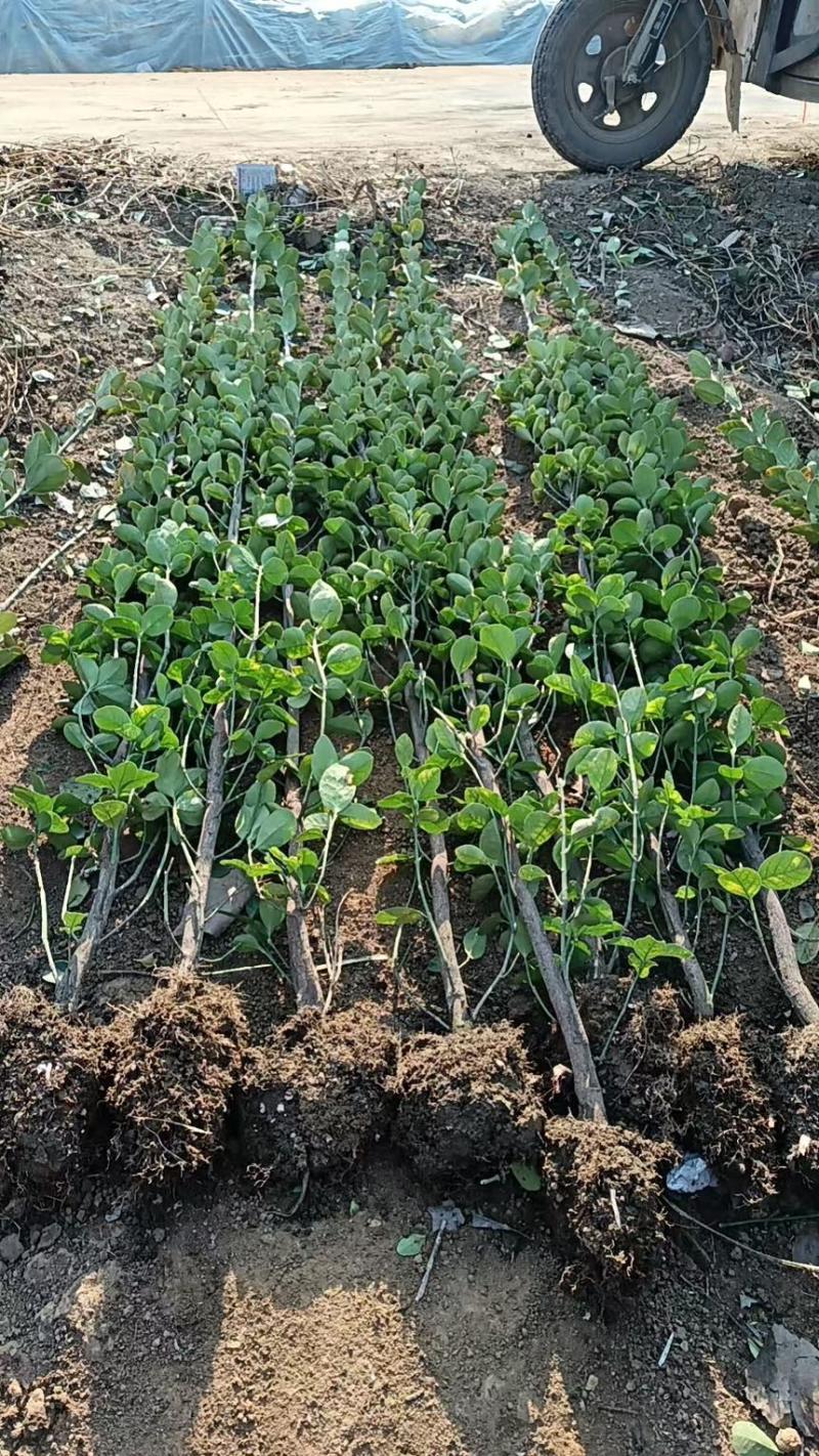 北海道黄杨篱笆墙植物基地直销各种规格都有
