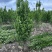 北海道黄杨篱笆墙植物基地直销各种规格都有