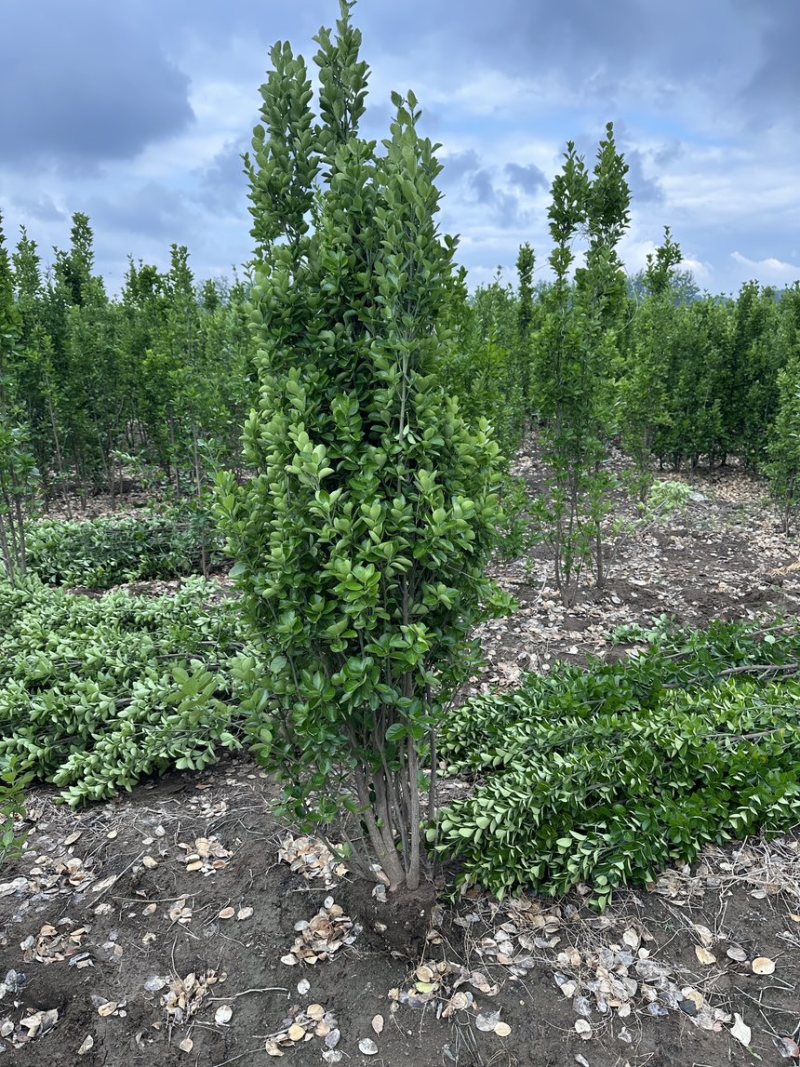 北海道黄杨篱笆墙植物基地直销各种规格都有