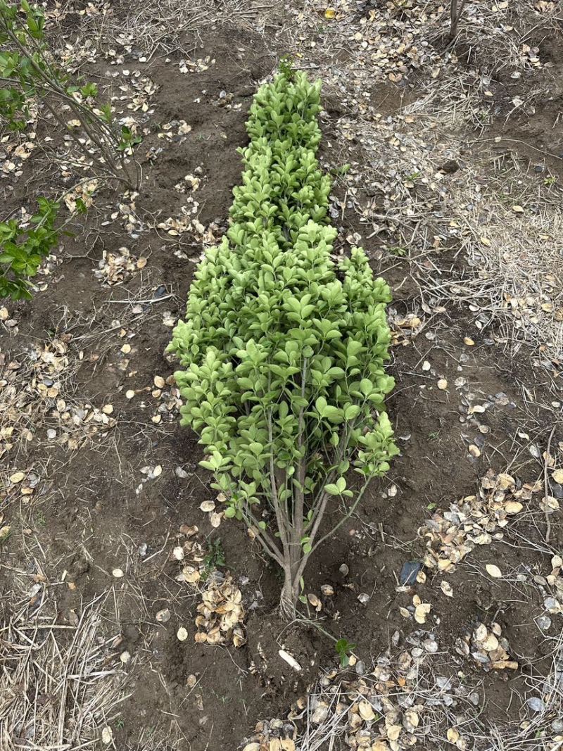北海道黄杨篱笆墙植物基地直销各种规格都有