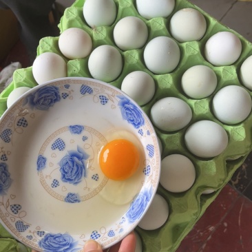 精品土鸡蛋，绿壳蛋批发