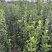 北海道黄杨篱笆墙植物基地直销各种规格都有