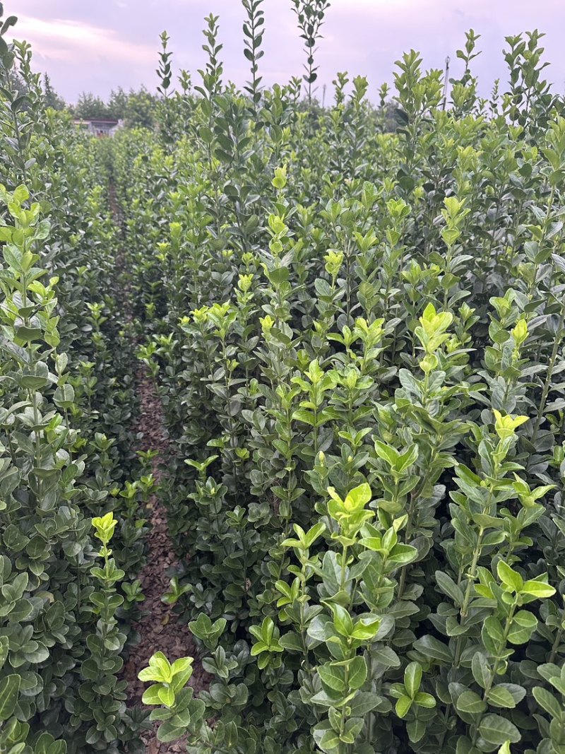 北海道黄杨篱笆墙植物基地直销各种规格都有