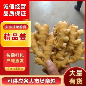 姜巴货量充足，大黄姜小黄姜仔姜诚信经营山东生姜