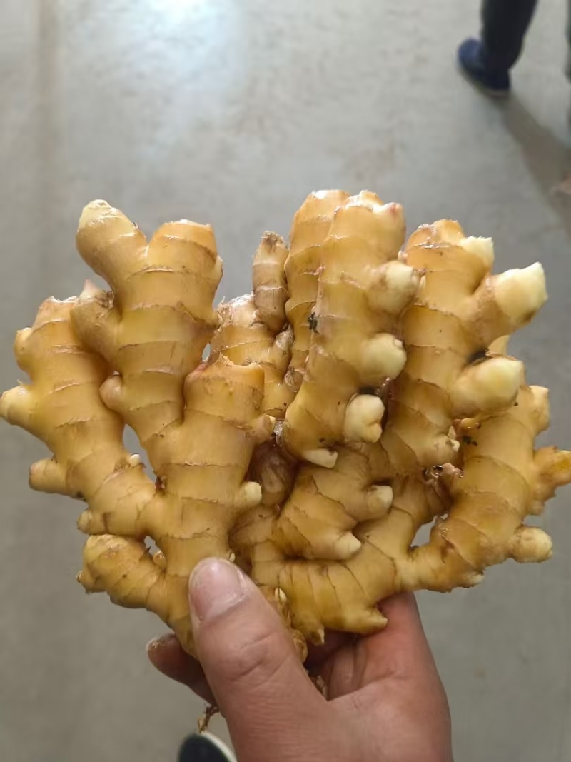 姜巴货量充足，大黄姜小黄姜仔姜诚信经营山东生姜