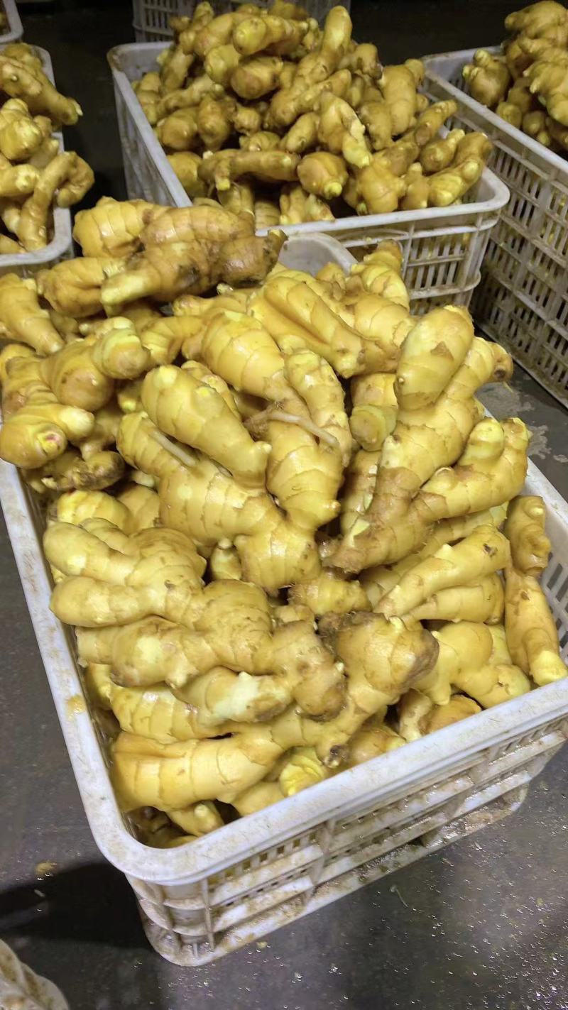 姜巴货量充足，大黄姜小黄姜仔姜诚信经营山东生姜
