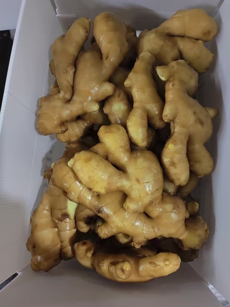 姜巴货量充足，大黄姜小黄姜仔姜诚信经营山东生姜