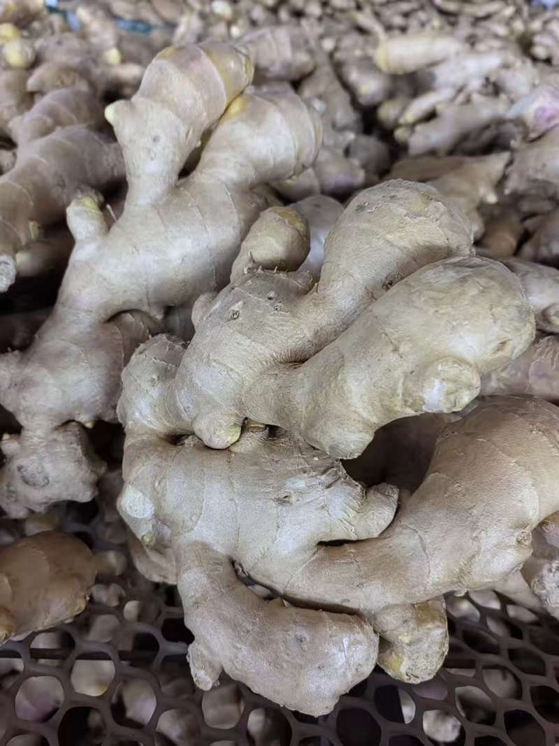 姜巴货量充足，大黄姜小黄姜仔姜诚信经营山东生姜