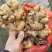 姜巴货量充足，大黄姜小黄姜仔姜诚信经营山东生姜