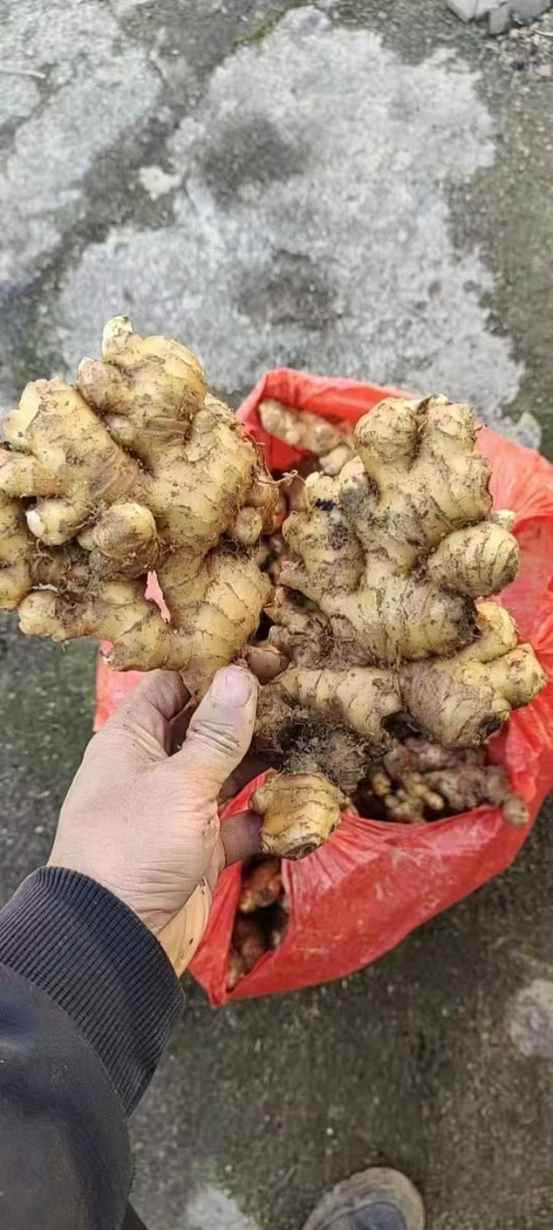 姜巴货量充足，大黄姜小黄姜仔姜诚信经营山东生姜