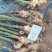 姜巴货量充足，大黄姜小黄姜仔姜诚信经营山东生姜