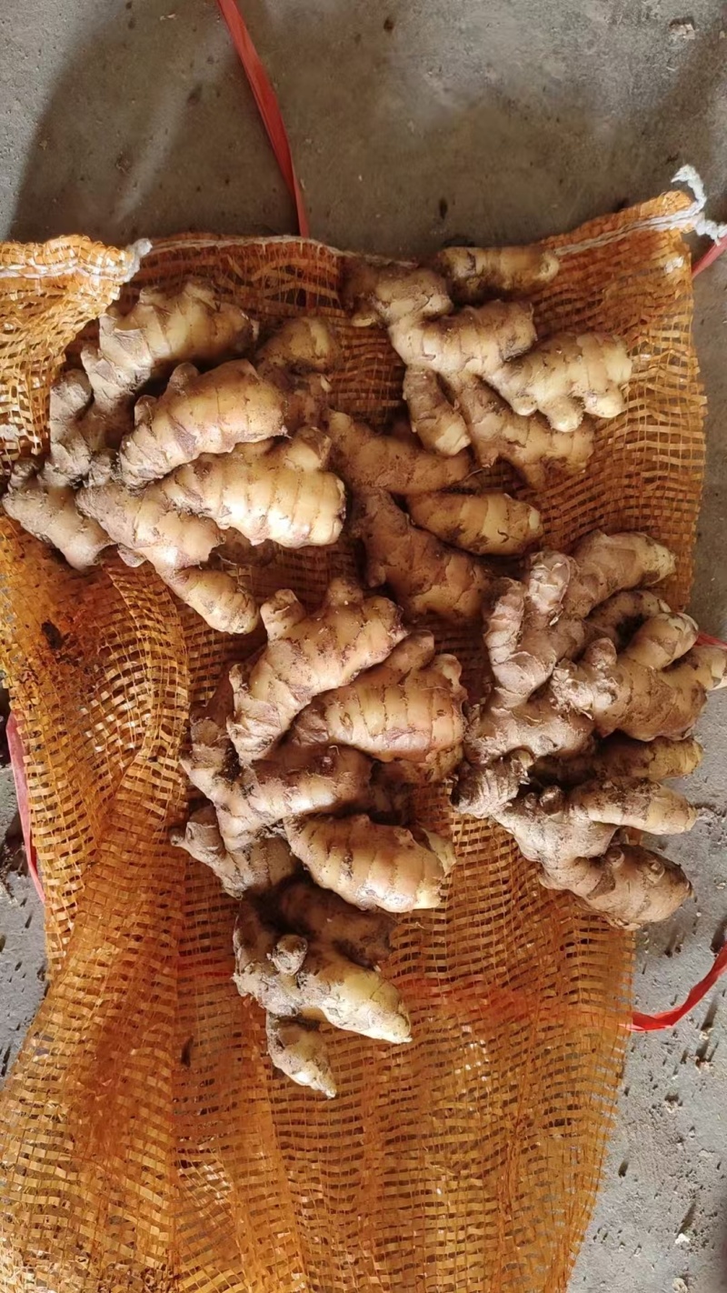 姜巴货量充足，大黄姜小黄姜仔姜诚信经营山东生姜