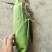 精品年糯玉米大量有货