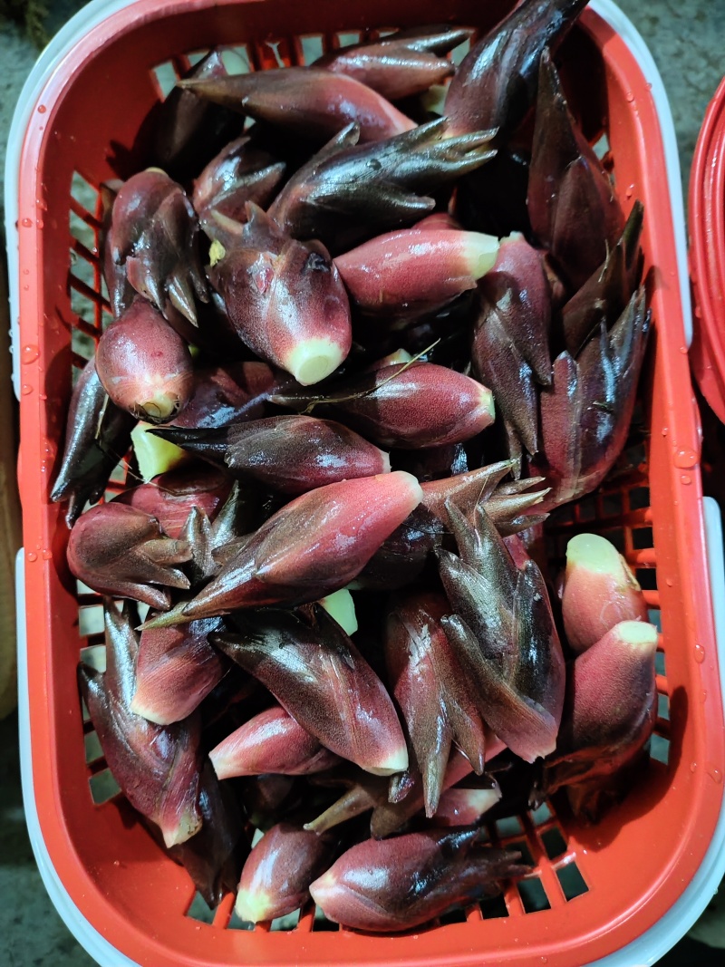 阳荷