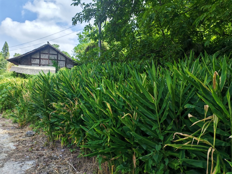 阳荷