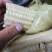 精品年糯玉米大量有货