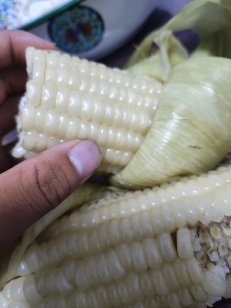 精品年糯玉米大量有货