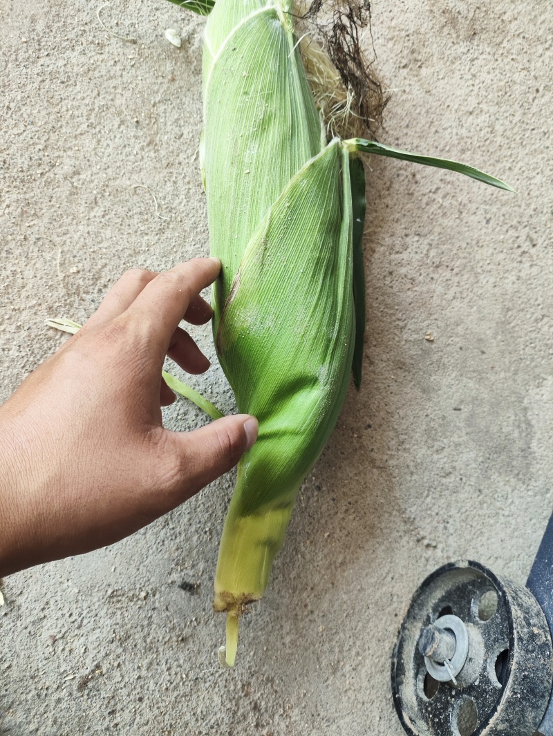 精品年糯玉米大量有货