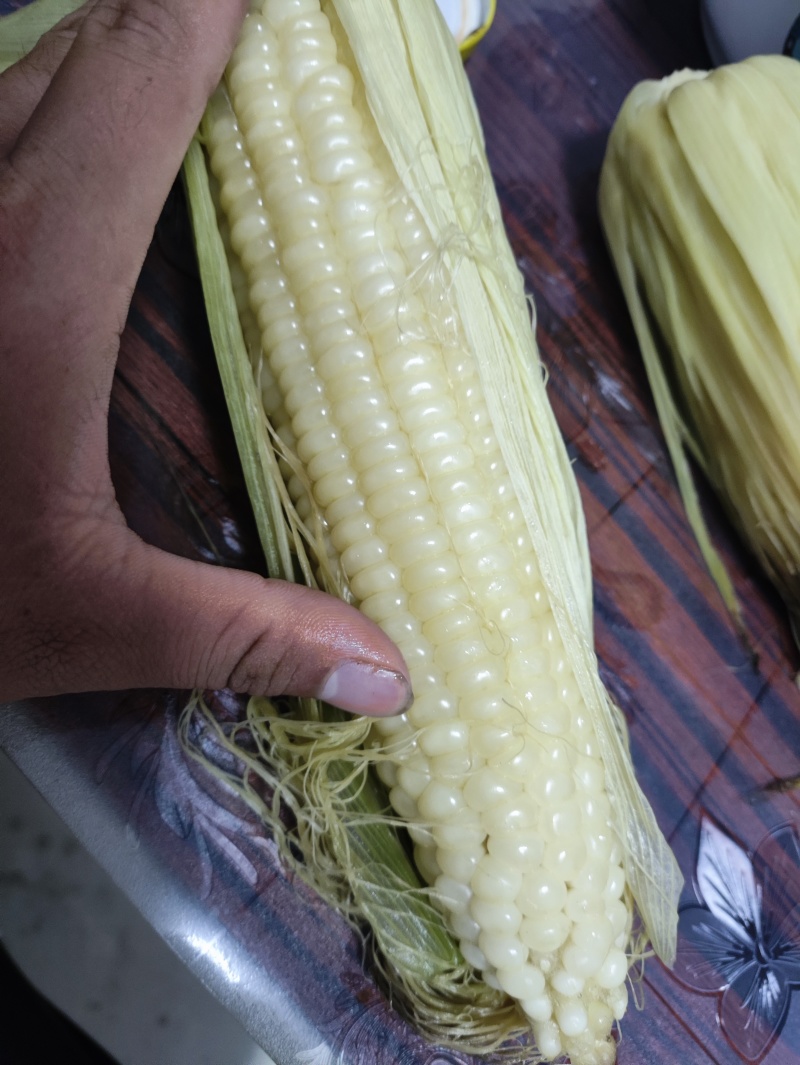 精品年糯玉米