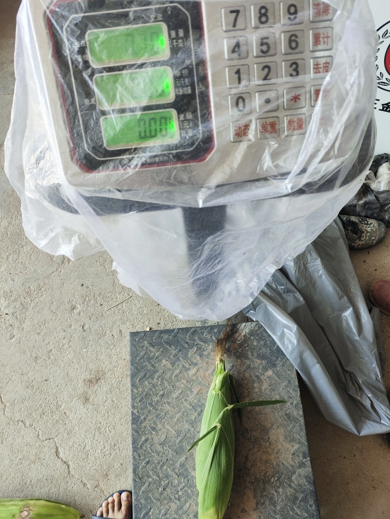 精品年糯玉米
