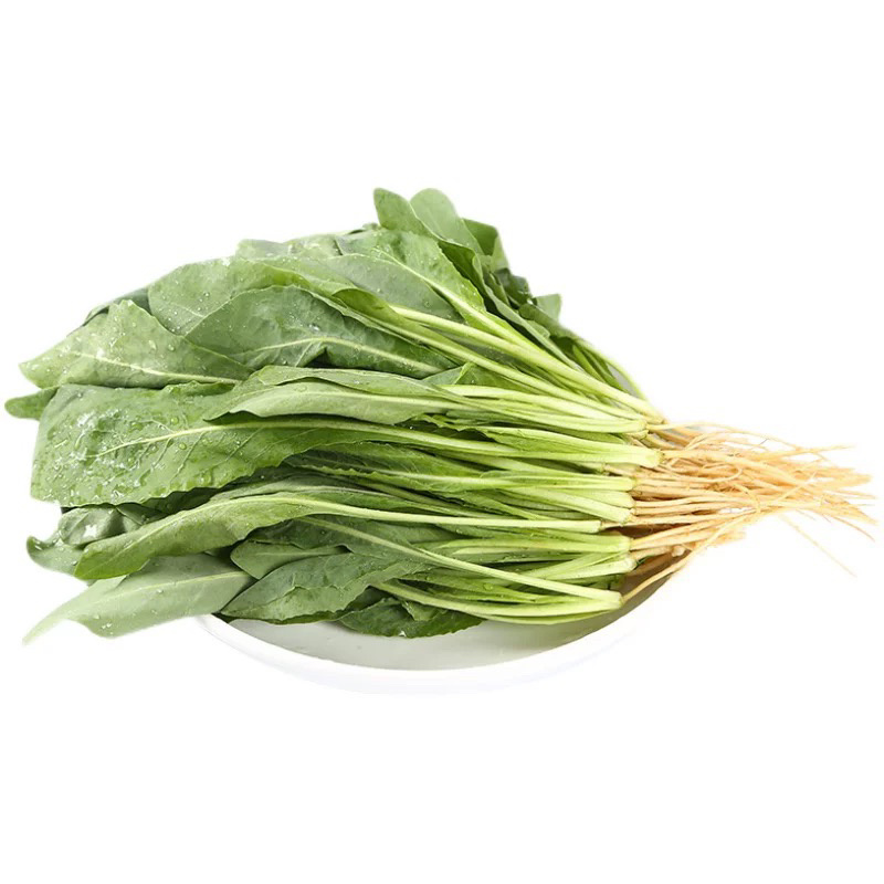 板蓝根苗