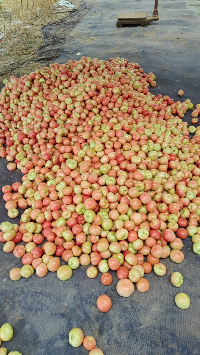 河北精品冷棚硬粉西红柿产地直发一手货源质量保证