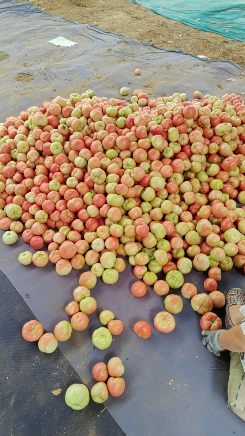 河北精品冷棚硬粉西红柿产地直发一手货源质量保证