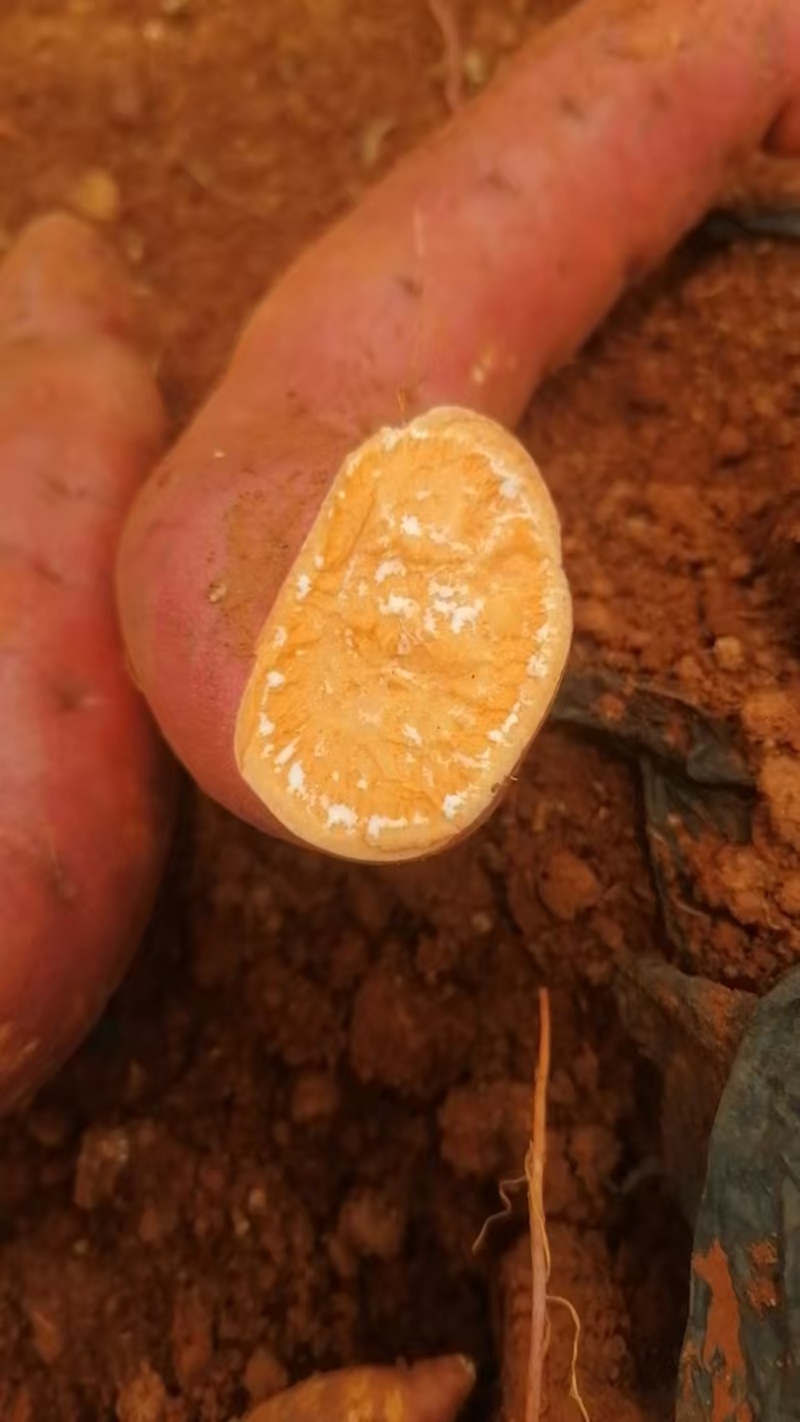 西瓜红烟薯25工厂货